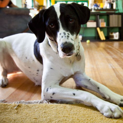 DogWatch of Southern Minnesota, Zumbrota, Minnesota | Indoor Pet Boundaries Contact Us Image
