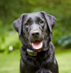 DogWatch of Southern Minnesota, Zumbrota, Minnesota | 1200Fence Contact Us Image