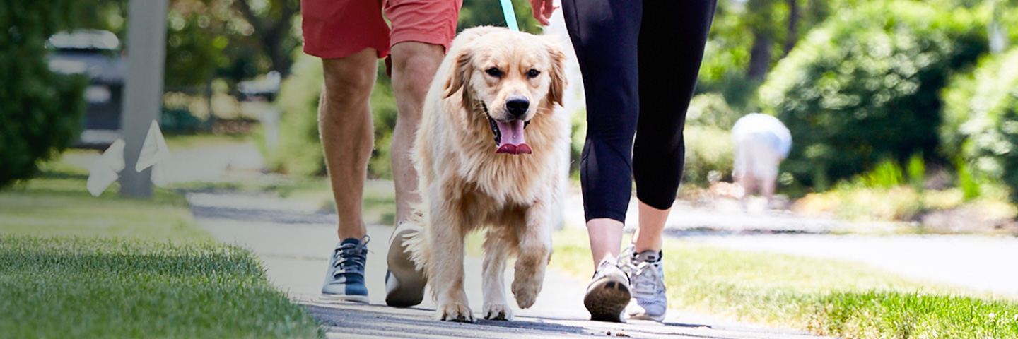 DogWatch of Southern Minnesota, Zumbrota, Minnesota | SideWalker Leash Trainer Slider Image