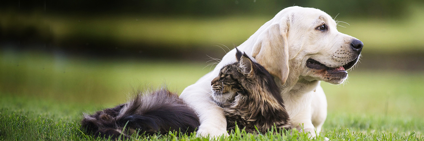 DogWatch of Southern Minnesota, Zumbrota, Minnesota | Cat Fences Slider Image