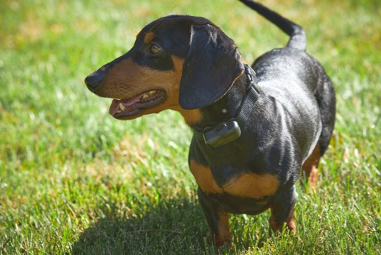 Hidden Fence Collar